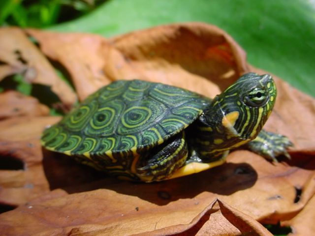 Породы черепах в Кургане | ЗооТом портал о животных