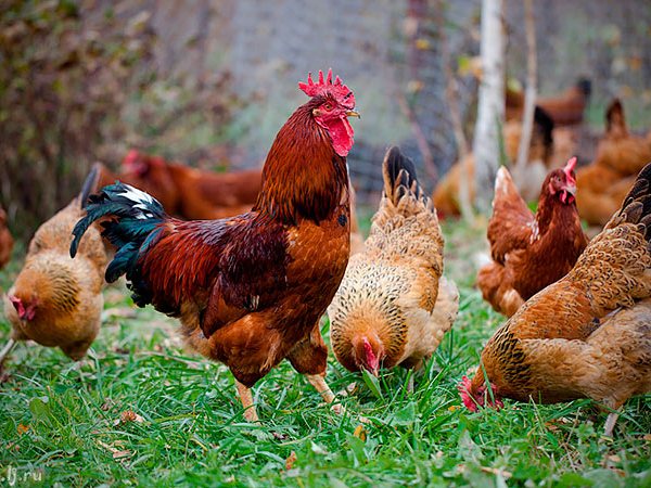 Породы куриц | ЗооТом - продажа, вязка и услуги для животных в Кургане