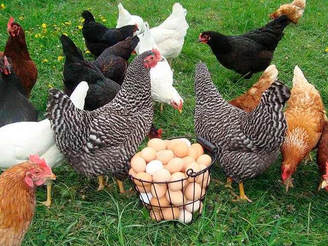 Содержание кур и уход за ними | ЗооТом - продажа, вязка и услуги для животных в Кургане