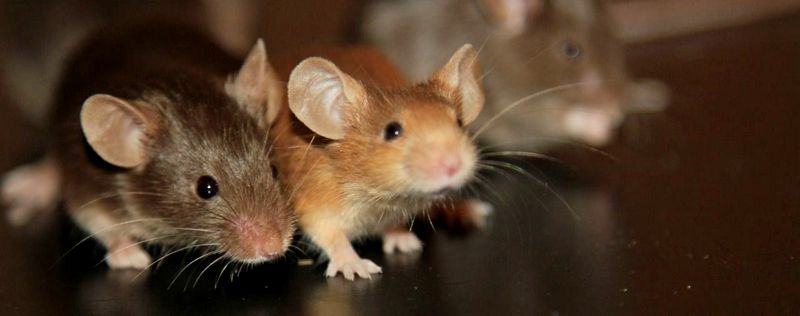 Все о мышах в Кургане | ЗооТом - продажа, вязка и услуги для животных в Кургане