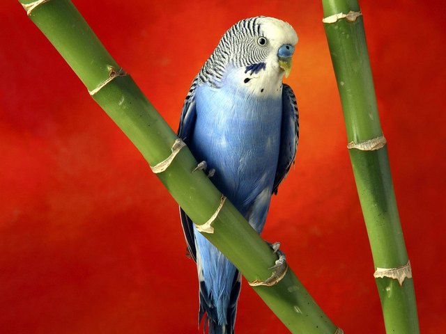 Все о попугаях в Кургане | ЗооТом портал о животных