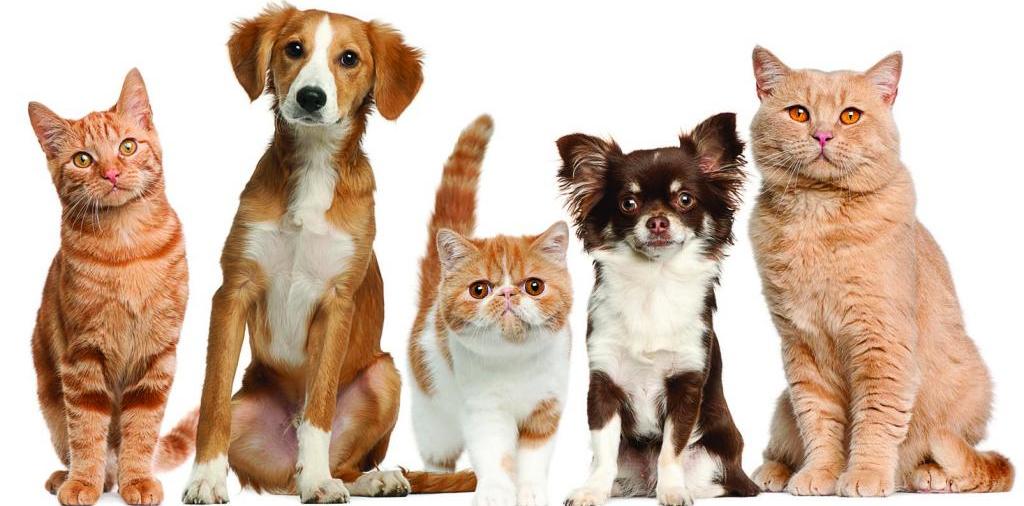 Доска объявлений о животных | ЗооТом - продажа, вязка и услуги для животных в Кургане