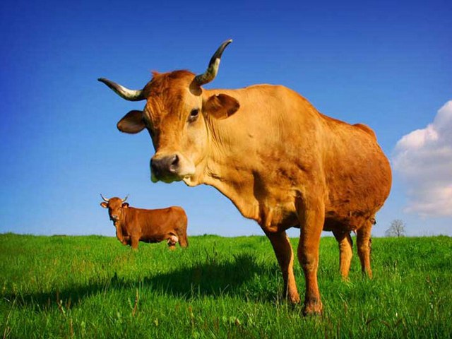 Все о коровах в Кургане | ЗооТом портал о животных