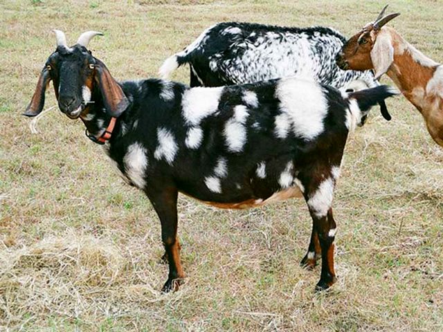 Породы коз в Кургане | ЗооТом портал о животных
