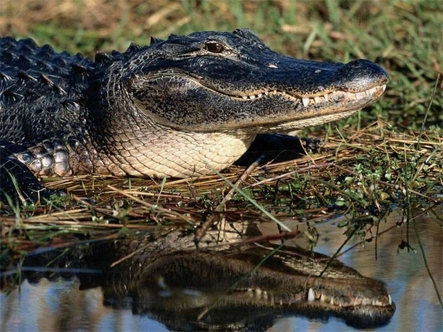 Породы крокодилов в Кургане | ЗооТом портал о животных