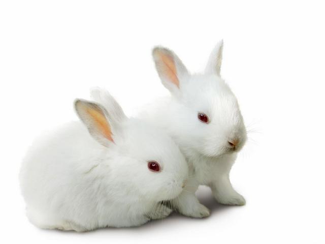 Все о кроликах в Кургане | ЗооТом портал о животных