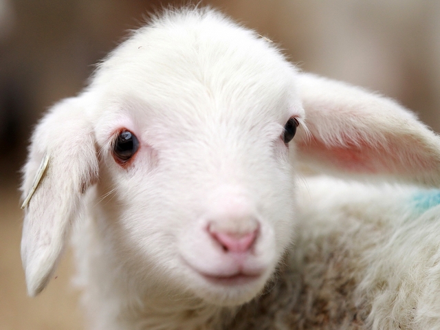 Овцы и бараны в Кургане | ЗооТом портал о животных