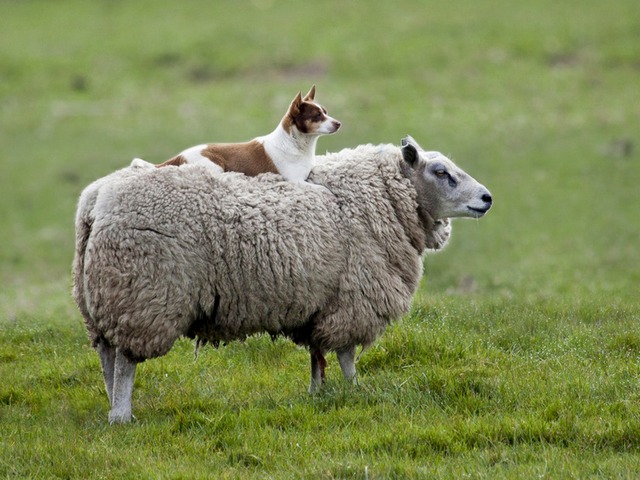 Все об овцах в Кургане | ЗооТом портал о животных