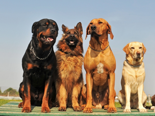 Крупные породы собак в Кургане | ЗооТом портал о животных