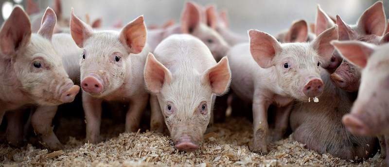Все о свиньях в Кургане | ЗооТом портал о животных