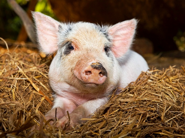 Все о свиньях в Кургане | ЗооТом портал о животных