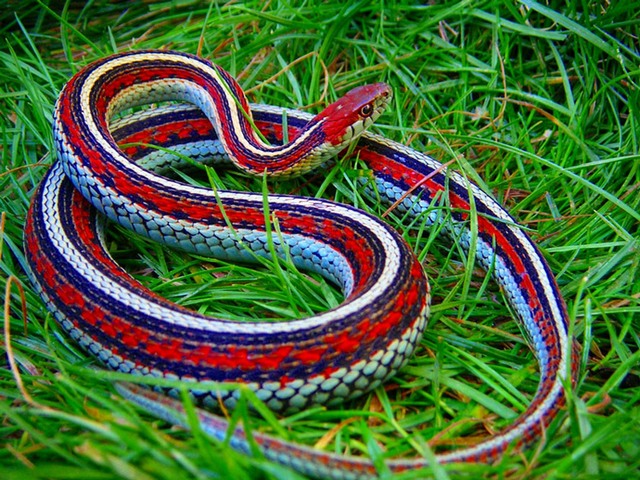Все о змеях в Кургане | ЗооТом портал о животных