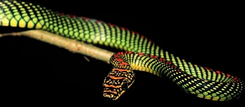 Все о змеях в Кургане | ЗооТом портал о животных